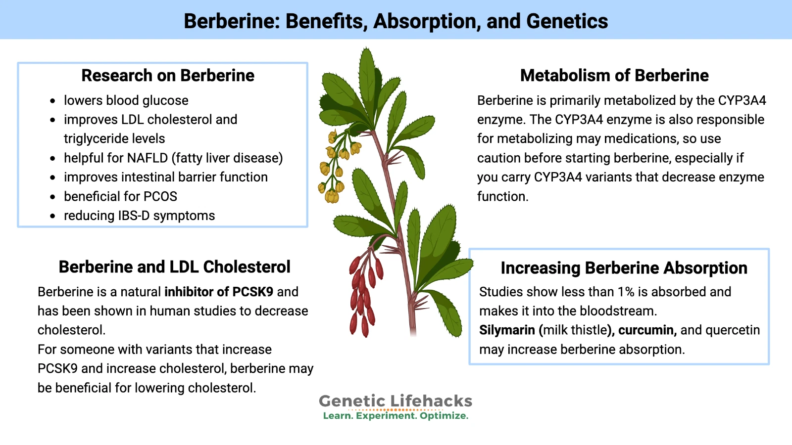Berberine 1000mg 365 Tablets | Metabolism & Glucose Support VITAPHARMA thumbnail 3